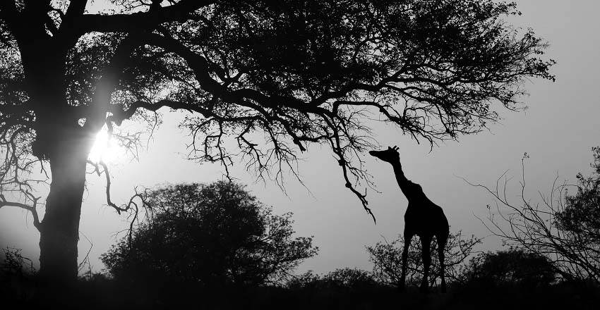 Silhouetted giraffe reaches for tree branches against a bright setting sun. The serene, monochrome landscape conveys a calm, timeless African scene.